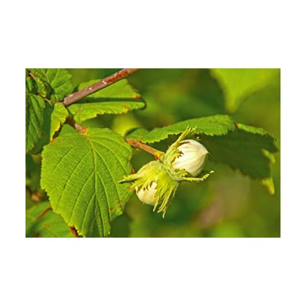 Organic-Hazelnuts-Filberts-by-Food-to-Live-Raw-No-Shell-Kosher-Bulk--1-Pound Organic Hazelnuts, 1 Pound – Non-GMO, Raw Filberts, Whole Nuts, Shelled, Unsalted, Kosher, Vegan, Bulk. Crunchy, Wholesome Snack. Rich in Vitamin E, Protein. Great for Baking, Trail Mixes