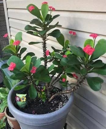 Image of Euphorbia Mili Red Live Flower Plant | Crown of Thorns Ornamental Succulent | Hardy Indoor Outdoor Blooming Plant with Pot | Decorative Houseplant for Home Garden a€ inch Pack of 1