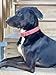 Handmade Personalized Studded Bridle Leather Dog Collar, Copper/Rose Gold Tone Buckle (Pink)