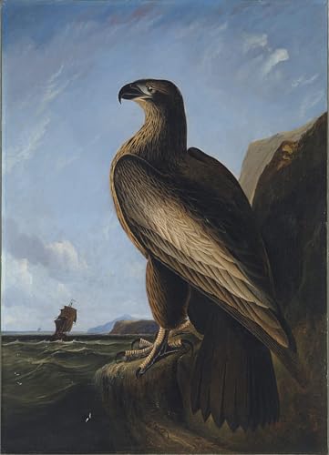 Oiseau de mer de Washington tableau d'art décoratif imprimé sur toile pour une ambiance sereine