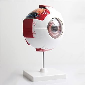 Scientific Model of The Human Eye Eye Model Eyeball, Enlarged to 6 Times Life Size, Dissects into 7 Parts.