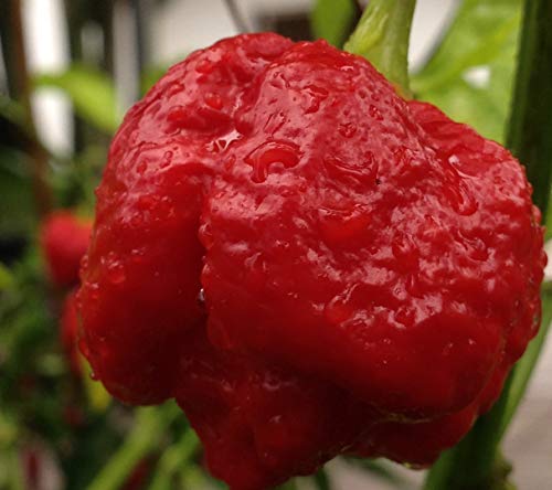 Semi peperoncino trinidad scorpion moruga red+