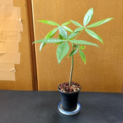パキラ 観葉植物 鉢植え
