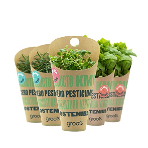 Groots | Pack 5 Conos de Hierbas Aromáticas Frescas | 2 Romero + 2 Tomillo + 1 Orégano | Kit Especial Barbacoa | Especias para Condimentar Carnes y Pescados a la Brasa | Sin Pesticidas Cover