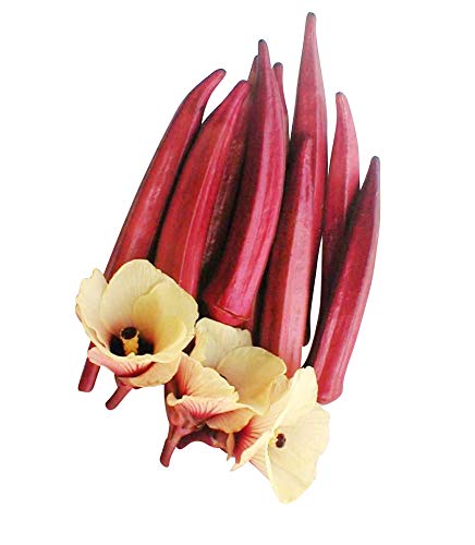 50 Semillas-Abelmoschus esculentus-(Okra rojo) By Samenchilishop