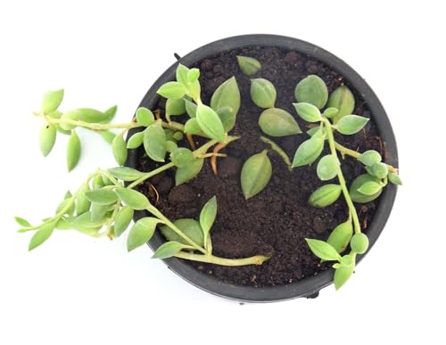 Image of String of Tears Live Plant with Pot | Rare Indoor Succulent Vine for Home & Office Decor | Easy-Care Hanging Plant with Tear-Shaped Leaves | Fresh Healthy Trailing Plant