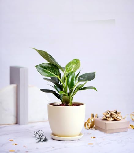 Image of Nurturing Green Philodendron Birkin Plant for Gifting in Ivory White Ceramic Pot | Eco Friendly Gifts For Wedding | Gift Plants For Couple | Live Plants With Pots