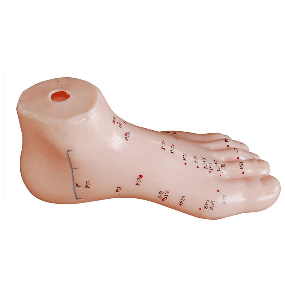 Sjdopulse Foot Acupuncture Point Model - 13Cm Acupuncture Massage Point Foot Model - Hd Lettering Chinese Acupuncture Foot Point Model - For Acupuncture Teaching