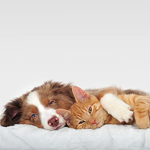 PETMAKER Orthopedic Dog Bed – 2-Layer Memory Foam Dog Bed with Machine Washable Sherpa Top Cover – 36x27 Dog Bed for… - Image 5