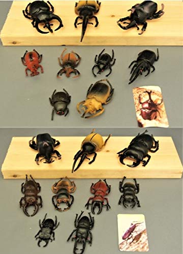 カブトとクワガタ Amazon.co.jp: 激闘 カブト×クワガタ ~あつまれ!たたかう甲虫たち