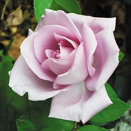 Amazon Co Jp バラ苗 フェルゼン伯爵 ベルサイユのばらシリーズ 国産新苗4号ポリ鉢 フロリバンダ Fl 四季咲き中輪 紫系 Diy 工具 ガーデン