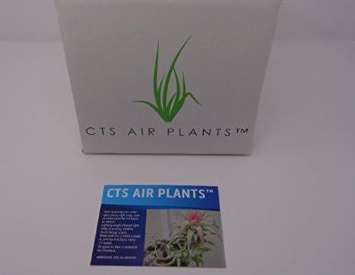 Miniatura 3 de Donkey Tail Succulents Cluster Sedum Morganianum Hybrid (paquete de 2 macetas de 2 pulgadas)