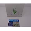 String of Pearls Succulents Senecio Rowleyanus (2 Pack in 2 Pots ...)