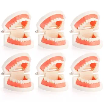 ZENFUN 6 Packs Dental Teeth Model, Dental Demonstration Model for Study, Standard Teeth Models, Plastic Mouth Model, Fake Mouth for Teaching, Dentist, Dental Students, Clean Display