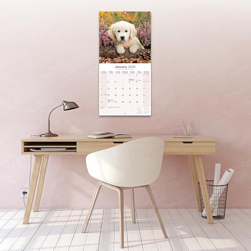 Golden Retriever Puppies Calendar 2026 Square Dog Puppy Breed Wall Calendar - 16 Month