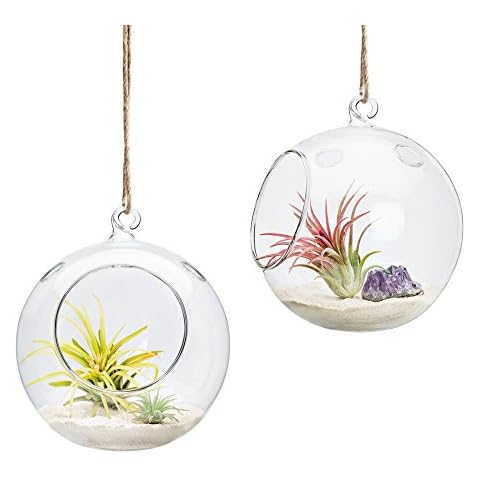 Mkono 6-Inch Hanging Glass Planter Terrarium Cover