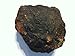 Genuine Fossil Coprolite - Fossilized Dino"Poop" (Large)