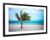 Palm Tree Photography Print. Long Bay Beach Wall Art.
