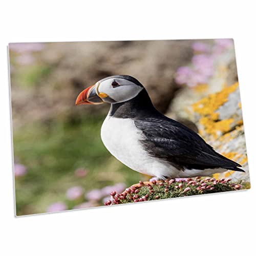 Desk Pad grande 3dRose con diseño Atlantic Puffin miniatura 1