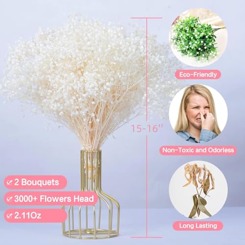 Dried Flowers Baby's Breath Bouquet - 3000+ Cream White Dried Babys Breath Bulk, 15-16'' Real Gypsophila 2 Bundles, Natural Dry Flowers for DIY Vase, Floral Wedding, Home Party Decor