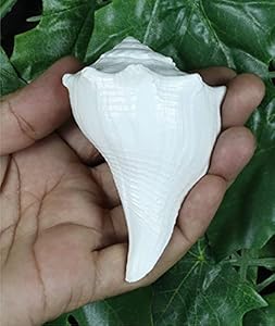 ASHIRWAD Dakshinavarti Muschelhorn (7,6 cm)