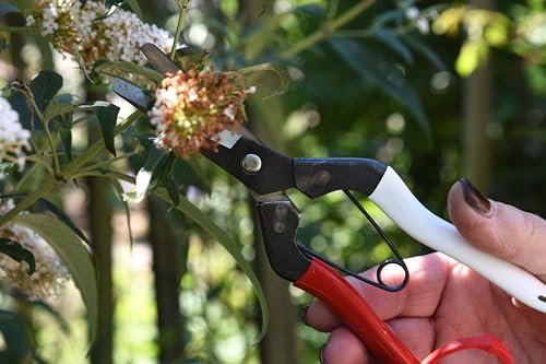 Image of Okatsune Onion Shears NO.306
