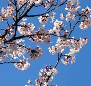 Miniatura 2 de Shidare Yoshino - Árbol de cerezo llorón japonés, planta viva de flores blancas enviada 2 pies de alto por DAS Farms (no California)