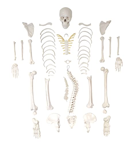 Axis Scientific Disarticulated Miniature Human Skeleton for Anatomy Study and Medical Education - Realistic and Durable