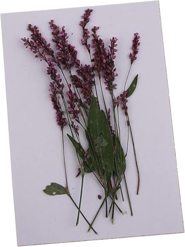 12 piezas flores secas naturales para decoración DIY miniatura 3