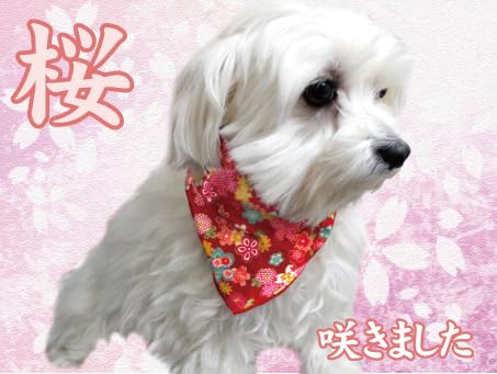 Amazon | ［CHAMMY］【桜バンダナ 12枚セット】トリミング バンダナ