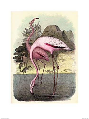 Piddix (Vintage Flamingos 60 x 80cm Art Print