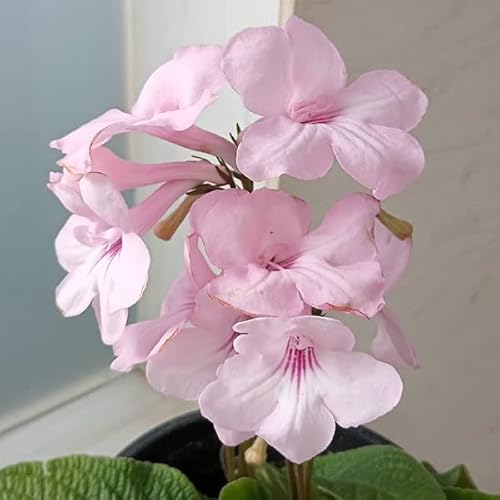 XgvgJ[pXFt~S5A[ł͔|łlG琫̉]