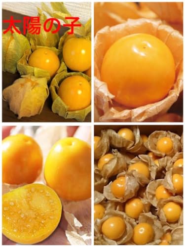 種 甘い大粒食用ほおずき 太陽の子 フルーツほおずきの種 ゴールデンベリーの種のサムネイル