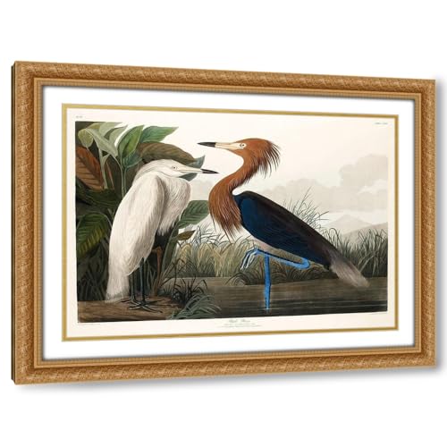 Audubon, John James 36x28 Large Gold Ornate Frame and Double Matted Museum Art Print Titled Purple Heron