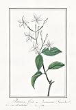  Jasmin grile = Jasminum Gracile - Jasmin jasmine / Botanik botany / Blume flower / Pflanze plant