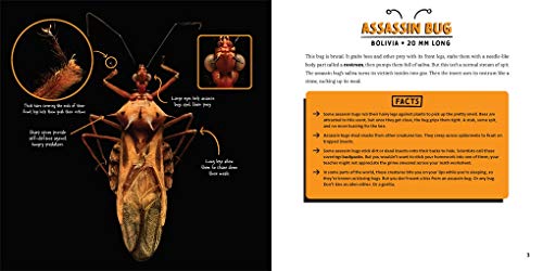 Strange Nature: The Insect Portraits of Levon Biss - Image 4