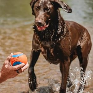 Chuckit ultra ball dog toy size xxl for dogs 100 lbs made from durable rubber super bouncy floats in water 4 inch diameter pack of 1  urban country home decor