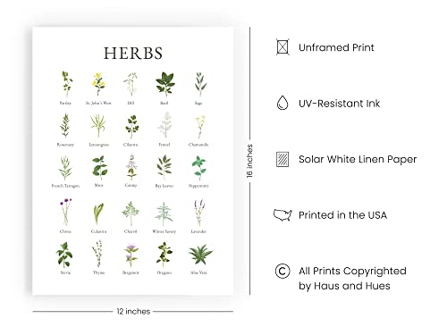 Haus And Hues Herb Pictures For Kitchen Wall Art Kitchen Herbs Wall Art And Botanical Prints Herbs Art | Kitchen Wall Art Herbs Poster And Kitchen Art | Cottage Core Decor (12X16, Unframed) #TOP1
