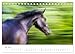 Horses Gone by the Wind (Desk Calendar 2026 DIN A5 Landscape), CALVENDO Monthly Calendar: Poetic and Artistic Horse Photography