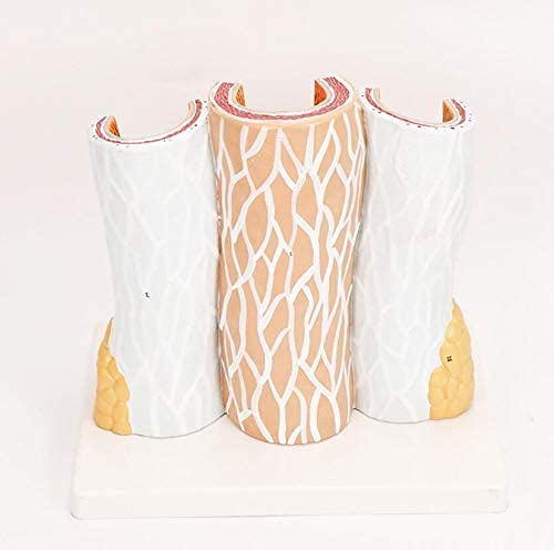Anatomiczny Model Ciała, Model Szkieletowy, Model Struktury Żył Krwi, 14-Krotnie Powiększony Materiał PVC, Medyczny Materiał Dydaktyczny Demonstracje Medyczne