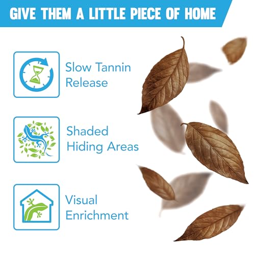 JOR Mahogany Leaves, Vivarium Leaf Litter for Frogs, Mixing with Substrate, Maintains Humidity and pH Levels, Creates Natural Bioactive Habitat, Additional Food (2” Small, 50 Pack, Mahogany Leaf) - Thumbnail 4