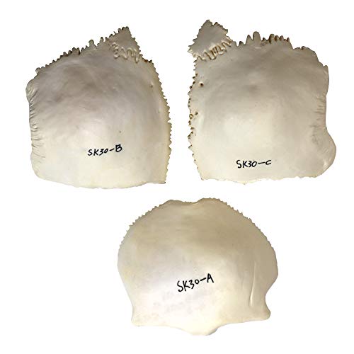 Image of Parco Scientific PB00157 22-Part Totally Disarticulated Plastic Skull