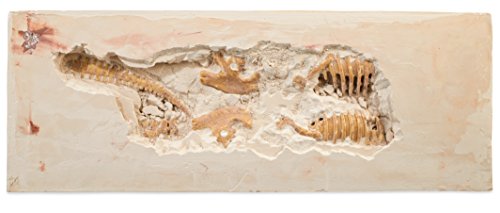 Mindware Dig It Up! Giant Skeleton T-Rex Excavation Kit #TOP2