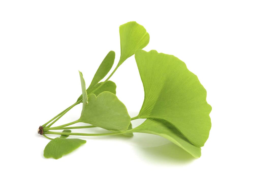GINKGO BILOBA * 60 mg / 240 gélules * Titré à 24% min. en glycosides de flavonol et à 6% min. en lactones terpéniques * Cardiovasculaire, Cerveau, Immunitaire