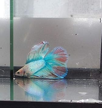 Quinns Fins- Live Doubletail Betta