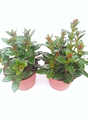 *Two Goldfish Plant - 4 Pot - Blooms Constantly