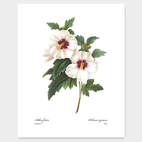 White Flower Art, French Botanical Prints - Vintage Floral Decor, Summer Wall Art, Hibiscus, Redoute Rose, Peony, Lily, Camellia, Tuberose - Set Of 6, Unframed #TOP2