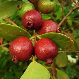 RED Strawberry Guava Tree Tropical Fruit Tree (Psidium littorale VAR. lucidum) 2'-3’ feet