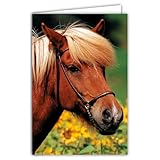 68-4029 Photo Card Pony Animal Cute Nice Flowers of Sunflowers Closed Format 17 x 11.5 cm White Interior for Writing Your Message Comes with an Envelope – Made in France