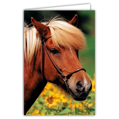 68-4029 Photo Card Pony Animal Cute Nice Flowers of Sunflowers Closed Format 17 x 11.5 cm White Interior for Writing Your Message Comes with an Envelope – Made in France